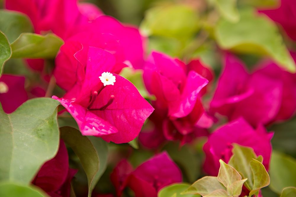 Magenta Bougainvillea II art print by Karyn Millet for $57.95 CAD