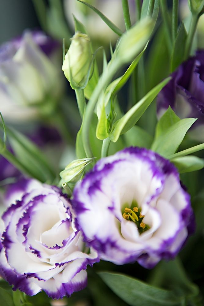 Purple Tipped Floral I art print by Karyn Millet for $57.95 CAD
