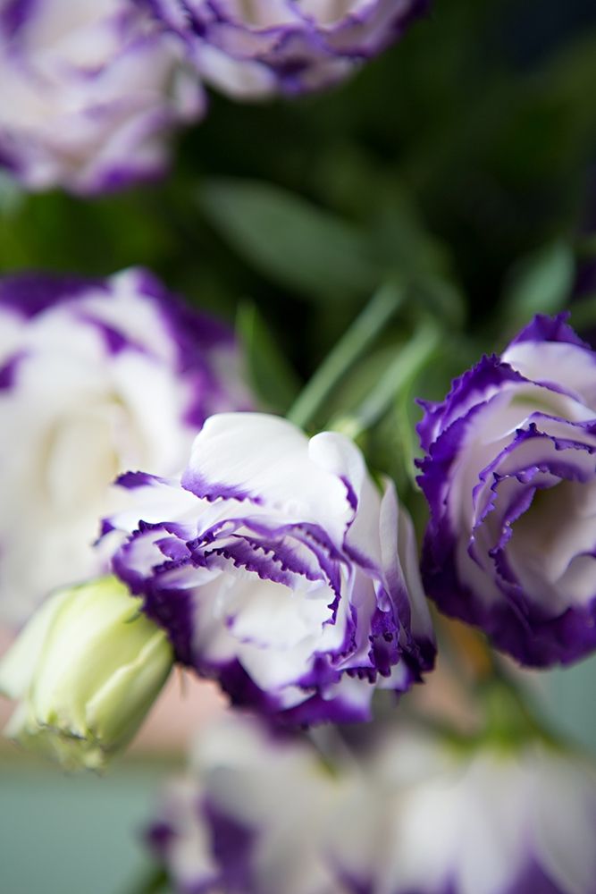 Purple Tipped Floral II art print by Karyn Millet for $57.95 CAD