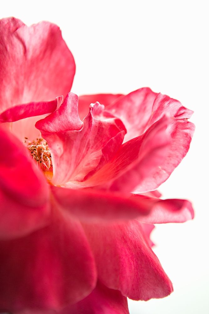 Pink Floral Close-Up art print by Karyn Millet for $57.95 CAD