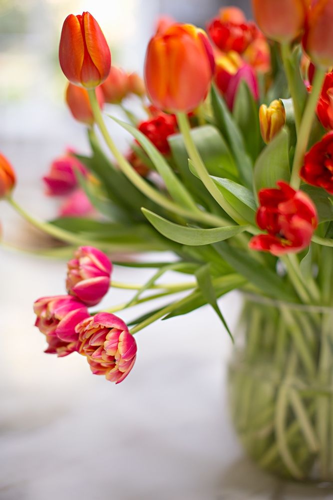 Blooming Tulips art print by Karyn Millet for $57.95 CAD