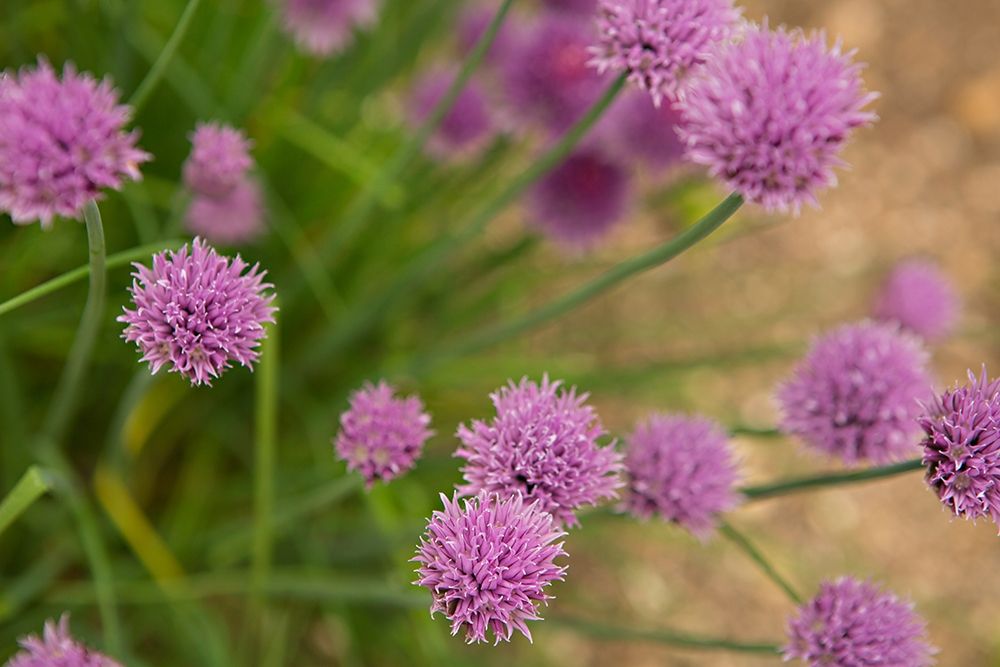 Purple Flower Ball I art print by Karyn Millet for $57.95 CAD
