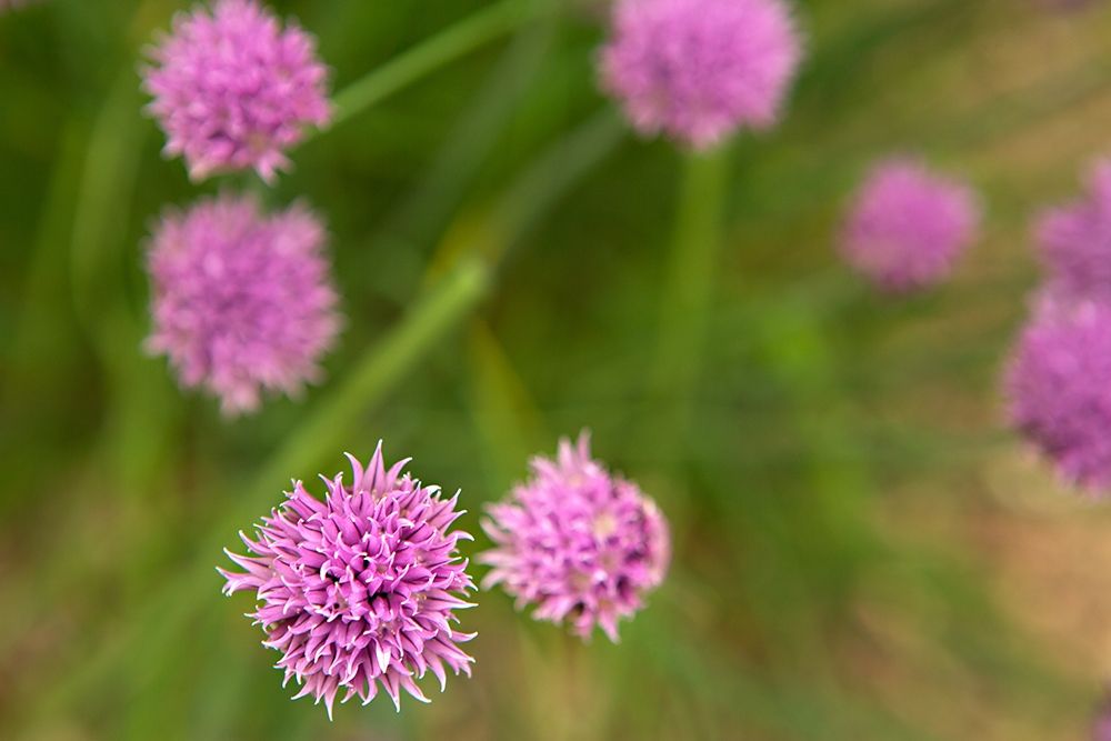 Purple Flower Ball II art print by Karyn Millet for $57.95 CAD