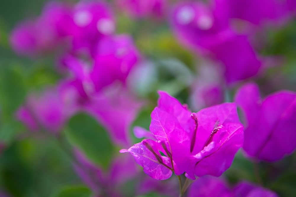 Magenta Bloom art print by Karyn Millet for $57.95 CAD
