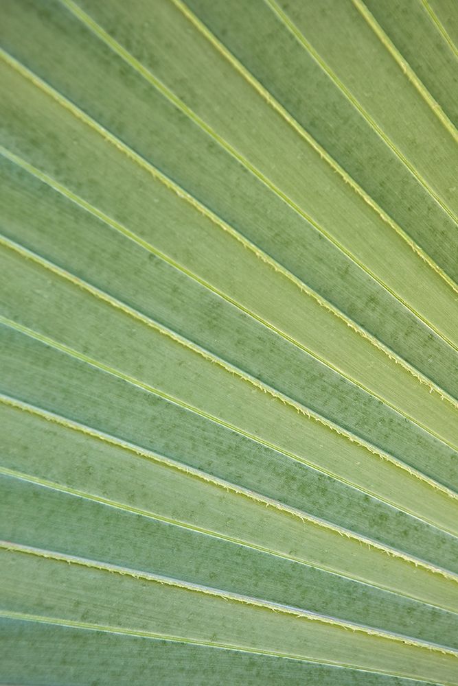 Tropical Leaf Close-Up I art print by Karyn Millet for $57.95 CAD