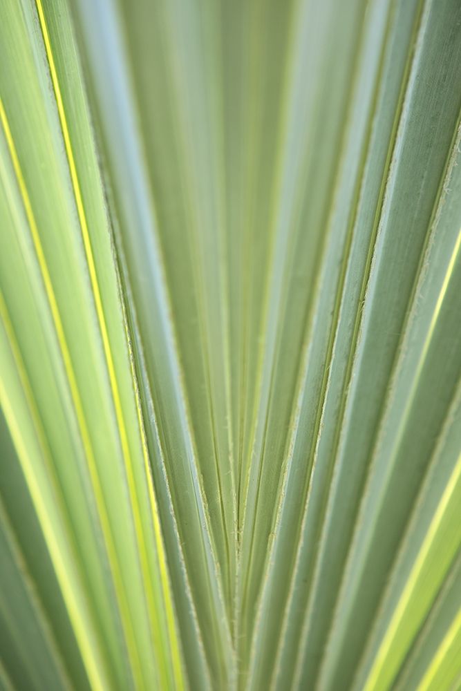 Tropical Leaf Close-Up II art print by Karyn Millet for $57.95 CAD