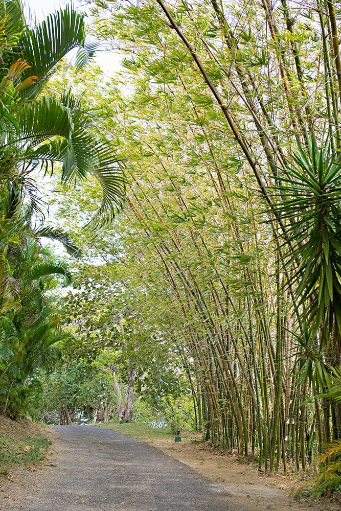 Tropical Path II art print by Karyn Millet for $57.95 CAD