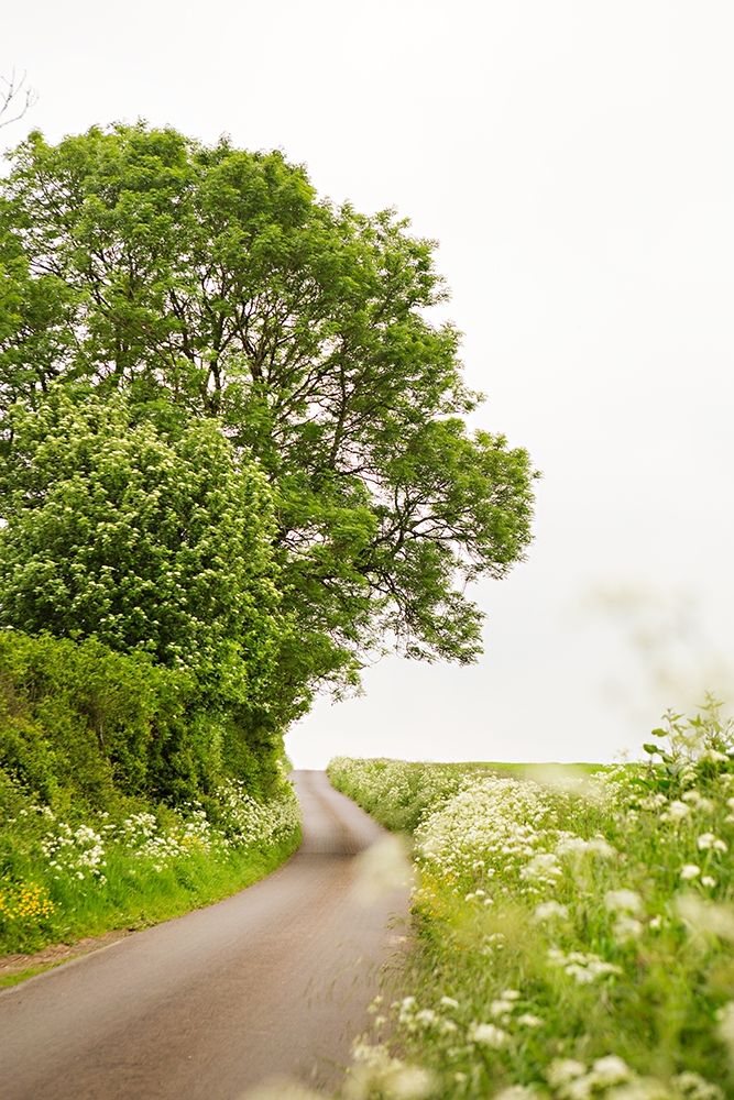 Winding Floral Lined Road art print by Karyn Millet for $57.95 CAD