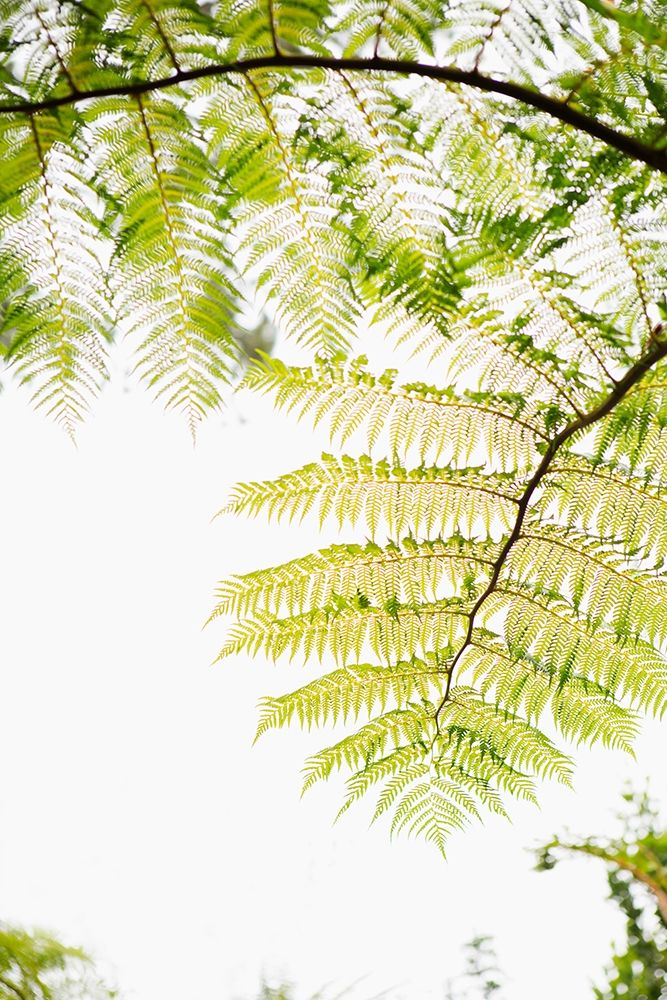 Sunlit Tropical Silhouette I art print by Karyn Millet for $57.95 CAD