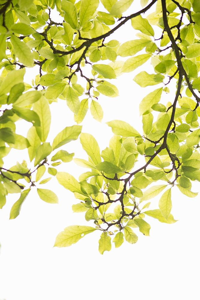 Sunlit Tropical Silhouette II art print by Karyn Millet for $57.95 CAD