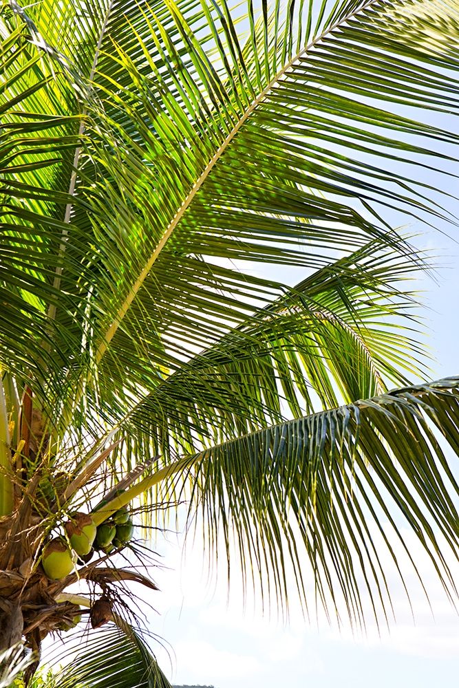Tropical Coconut Tree art print by Karyn Millet for $57.95 CAD