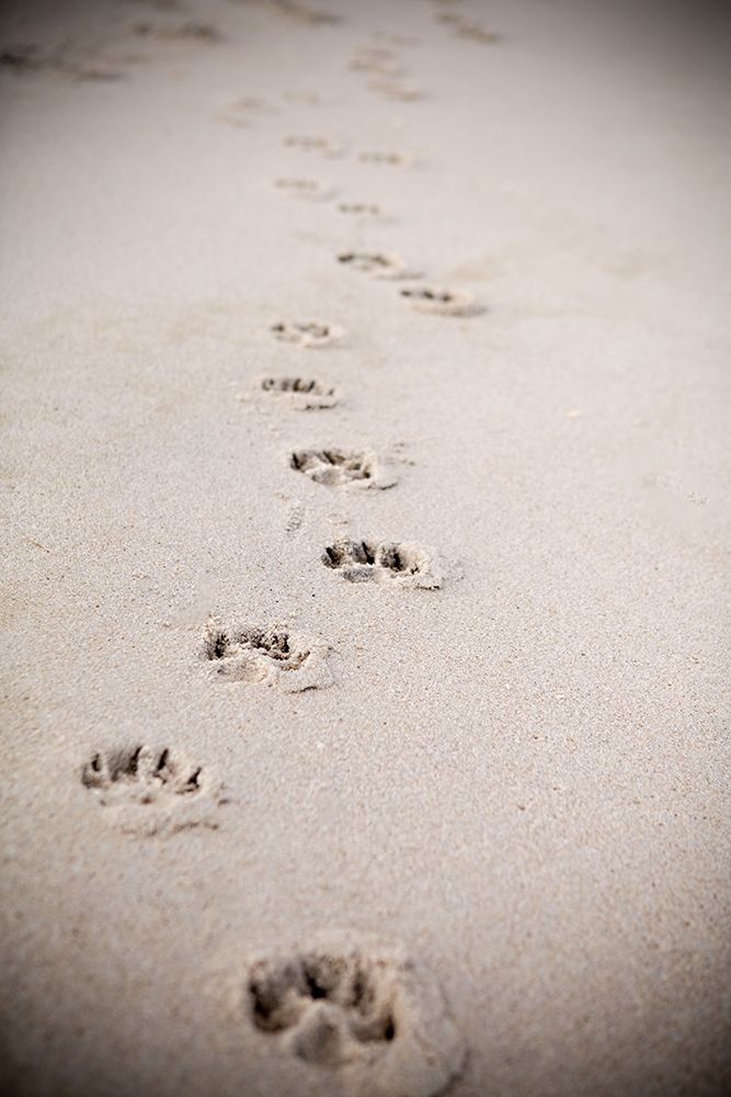 Paw Prints In Sand art print by Karyn Millet for $57.95 CAD