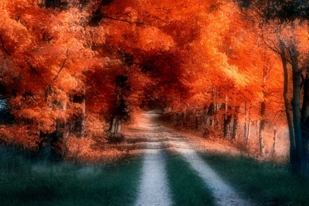 Autumn Lane art print by C. Thomas McNemar for $57.95 CAD