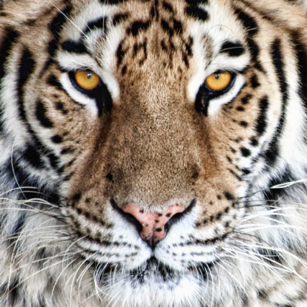 Bengal Tiger Eyes art print by C. Thomas McNemar for $57.95 CAD