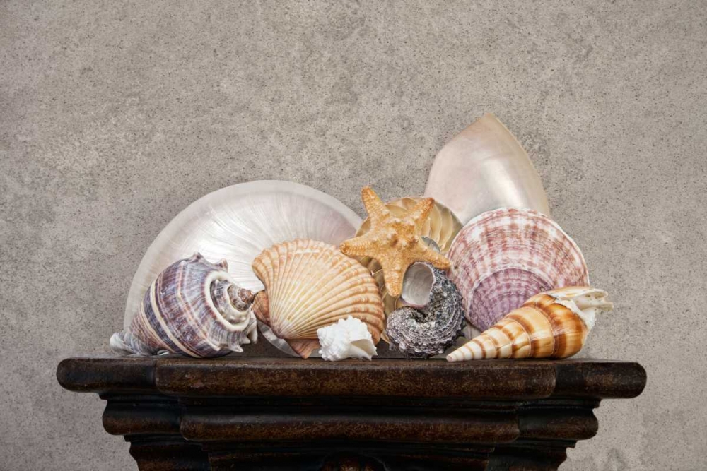 Seashell Still Life II art print by C. Thomas McNemar for $57.95 CAD