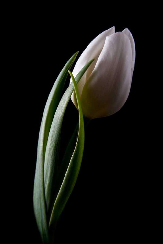 Tulips III art print by C. Thomas McNemar for $57.95 CAD