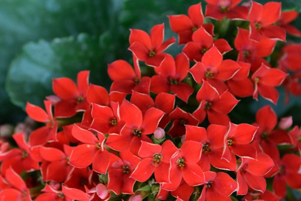 Red Flowers art print by Brian Moore for $57.95 CAD