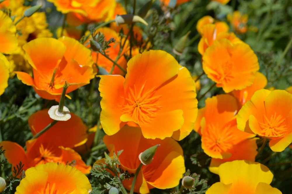 Orange Flowers art print by Brian Moore for $57.95 CAD