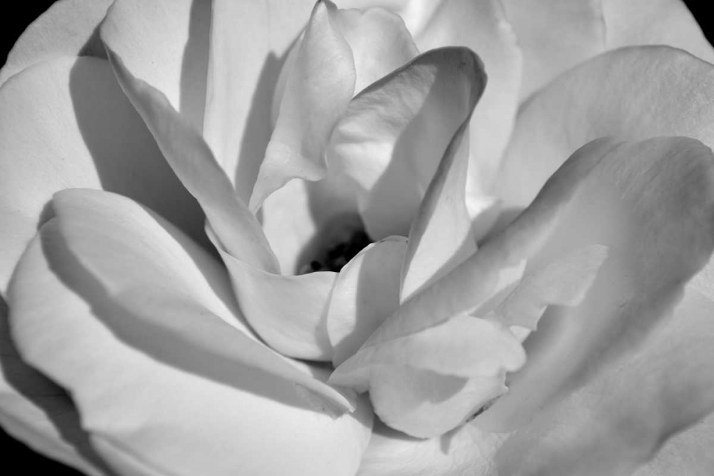 Macro Flower I art print by Brian Moore for $57.95 CAD