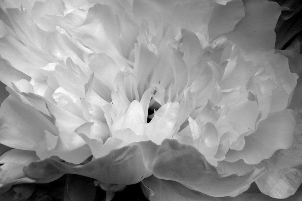 Macro Flower II art print by Brian Moore for $57.95 CAD