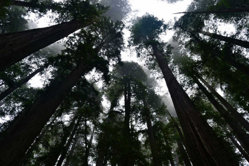 Redwoods I art print by Brian Moore for $57.95 CAD