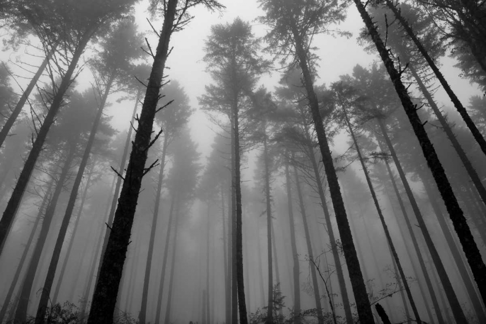 Redwoods II art print by Brian Moore for $57.95 CAD