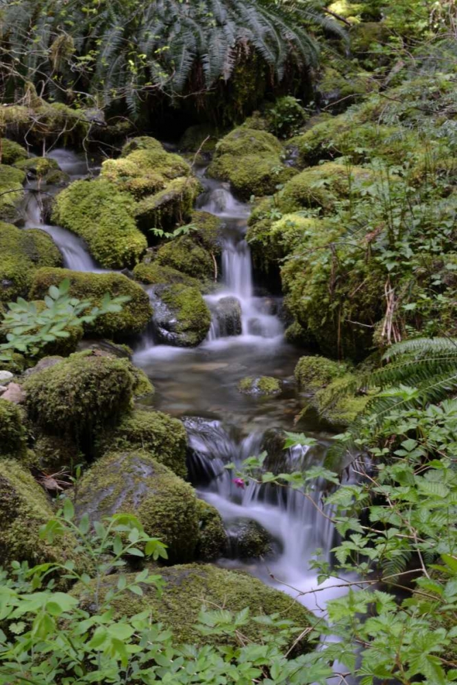Japanese Gardens II art print by Brian Moore for $57.95 CAD