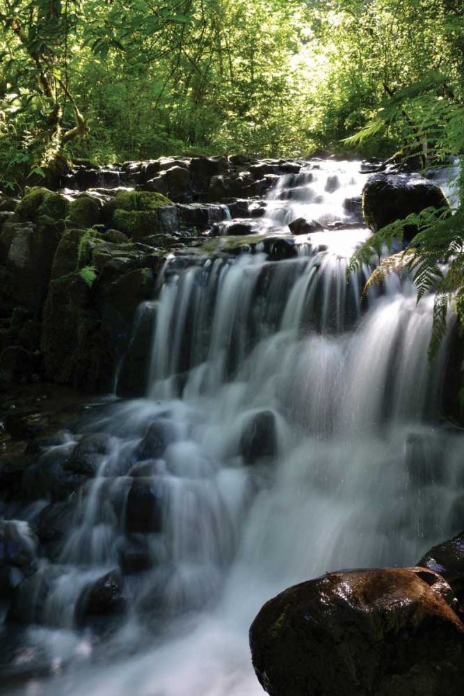 Falls in the Forest II art print by Brian Moore for $57.95 CAD