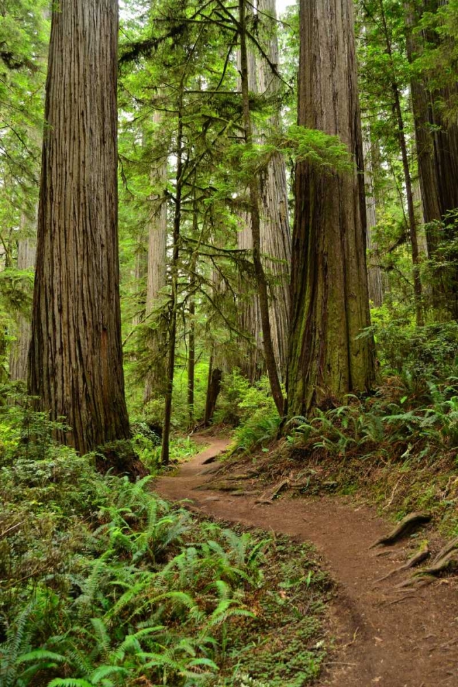 Hiking Trail I art print by Brian Moore for $57.95 CAD