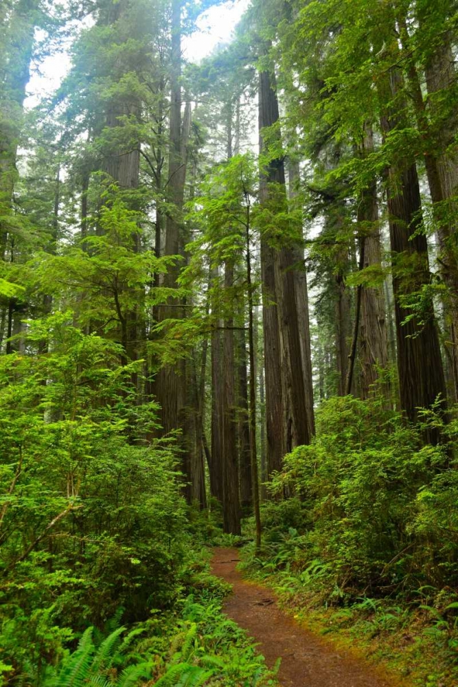 Hiking Trail II art print by Brian Moore for $57.95 CAD