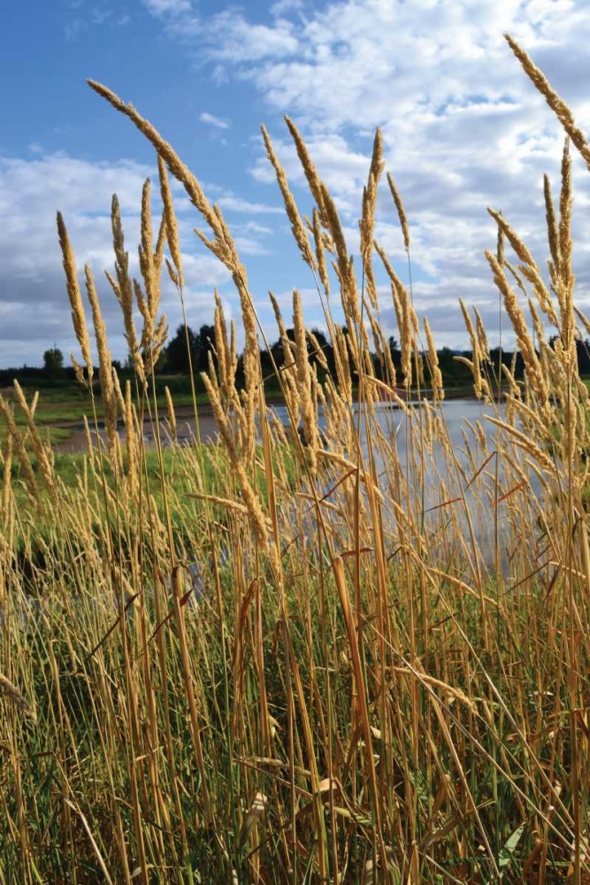 Through the Grass I art print by Brian Moore for $57.95 CAD