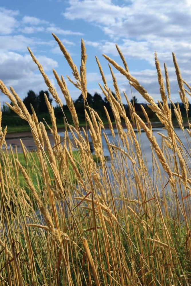 Through the Grass II art print by Brian Moore for $57.95 CAD