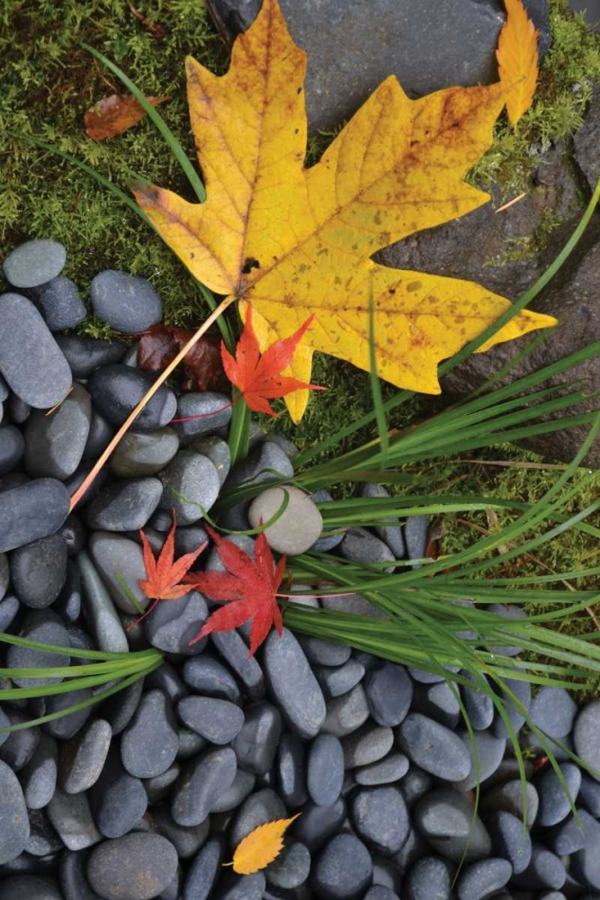 Maple Leaves II art print by Brian Moore for $57.95 CAD