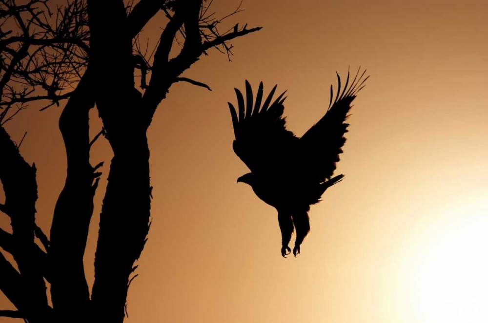 Eagle Rising art print by Susann Parker for $57.95 CAD