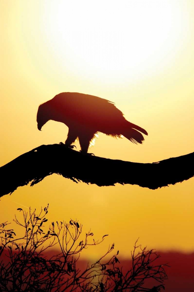 Tawny Sunrise art print by Susann Parker for $57.95 CAD