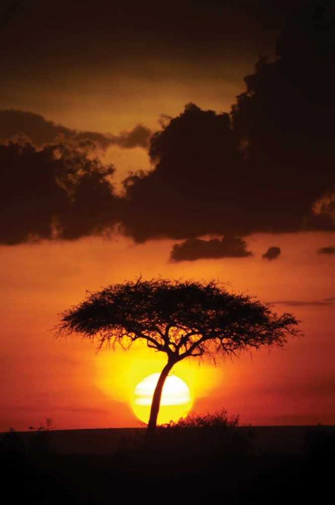 Kenya Sunrise art print by Susann Parker for $57.95 CAD
