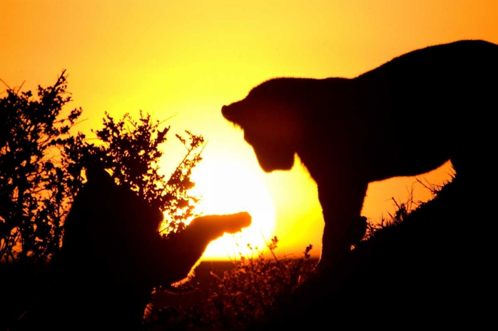 Lion Cub Morning art print by Susann Parker for $57.95 CAD