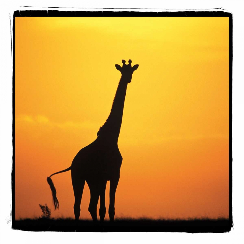 Radiant Africa I art print by Susann Parker for $57.95 CAD