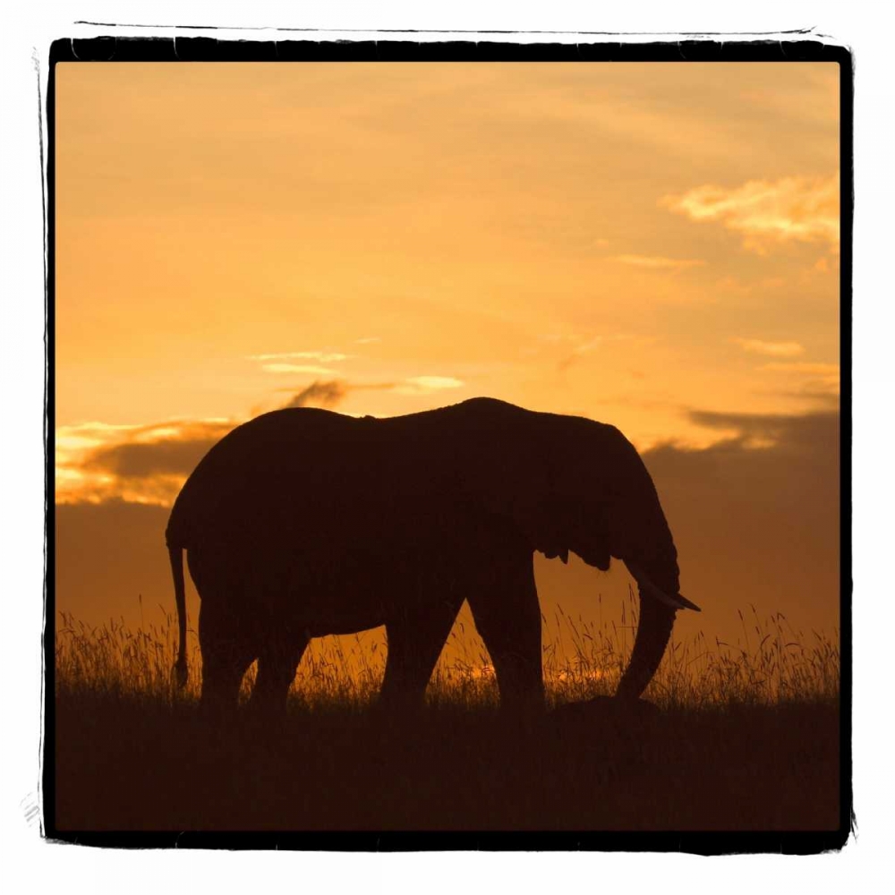 Radiant Africa II art print by Susann Parker for $57.95 CAD