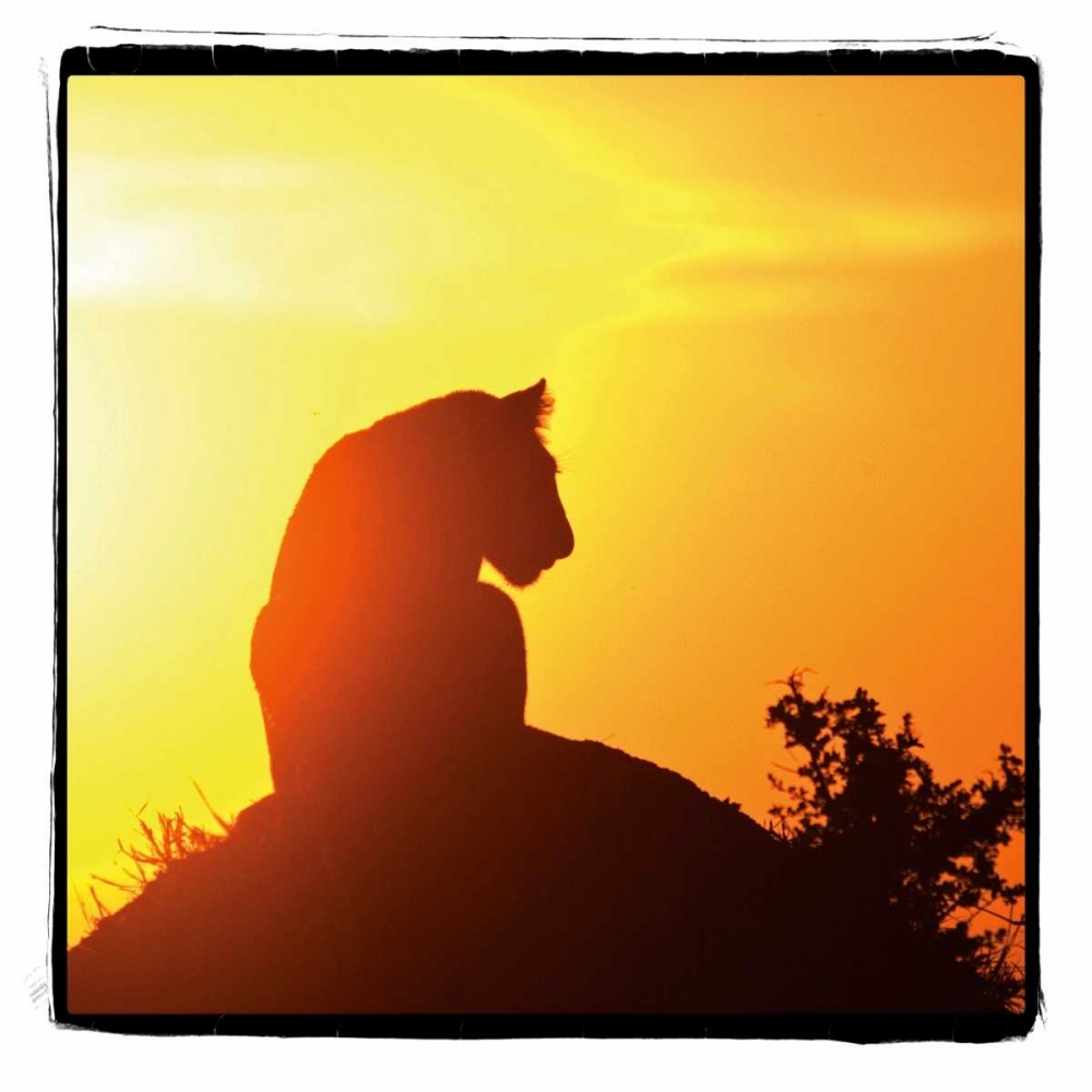 Radiant Africa IV art print by Susann Parker for $57.95 CAD