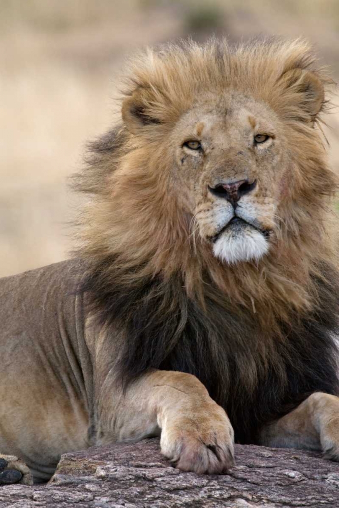 Africas King art print by Susann Parker for $57.95 CAD