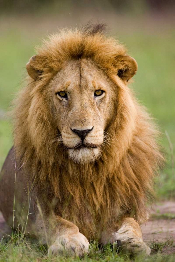 The King art print by Susann Parker for $57.95 CAD