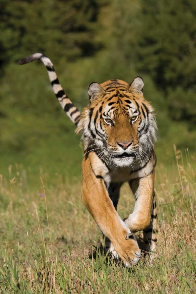 Tiger Run art print by Susann Parker for $57.95 CAD