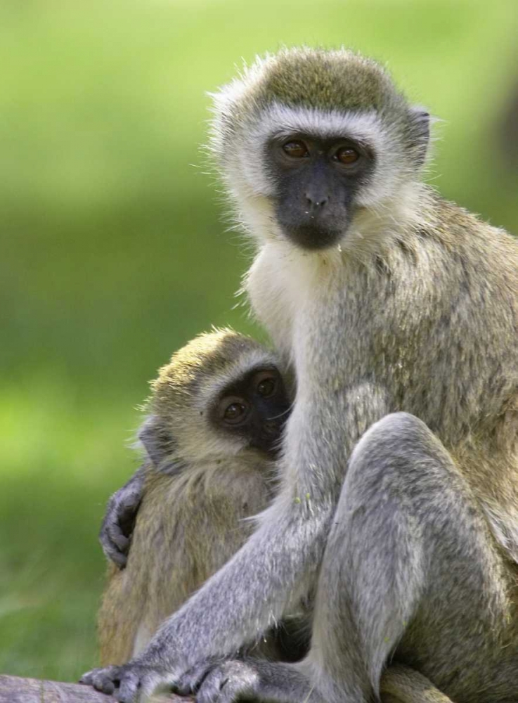 The Vervet Family art print by Susann Parker for $57.95 CAD