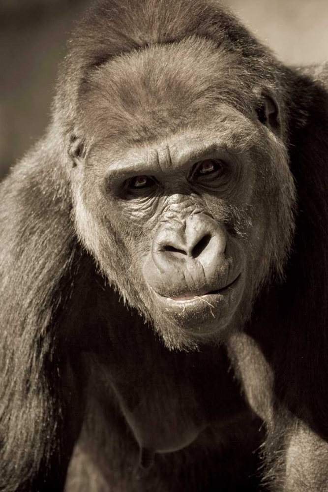 Planet of the Apes art print by Susann Parker for $57.95 CAD