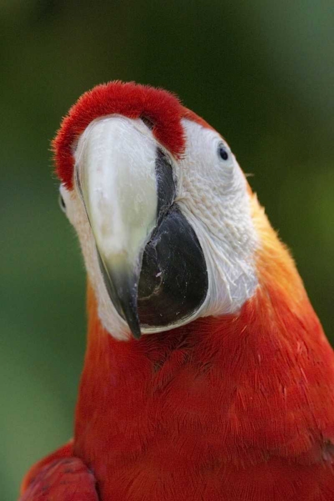 Scarlet Feather art print by Susann Parker for $57.95 CAD