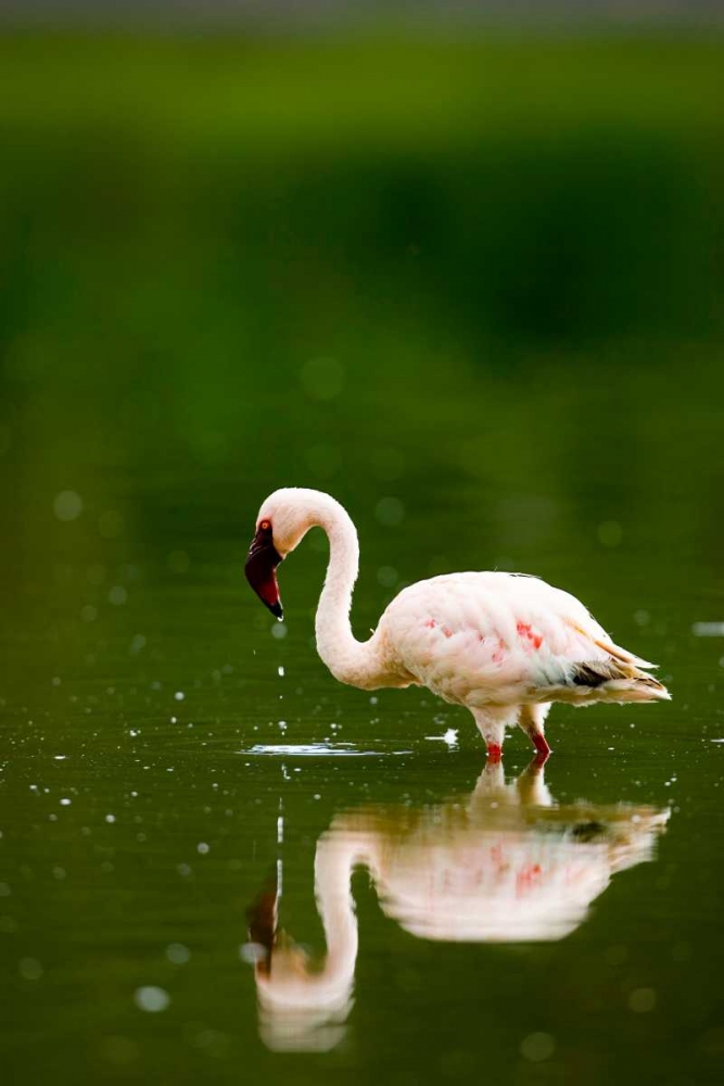Pink Reflection art print by Susann Parker for $57.95 CAD