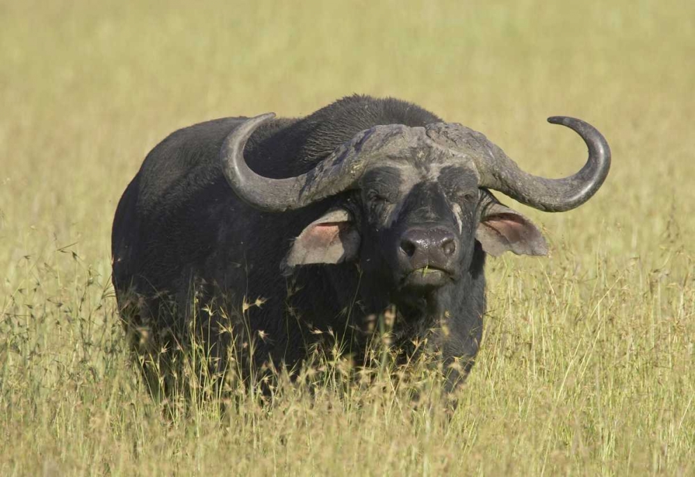 The Fixed Stare art print by Susann Parker for $57.95 CAD