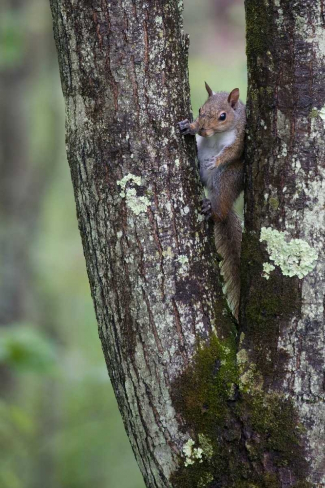 Squirreling Around art print by Susann Parker for $57.95 CAD