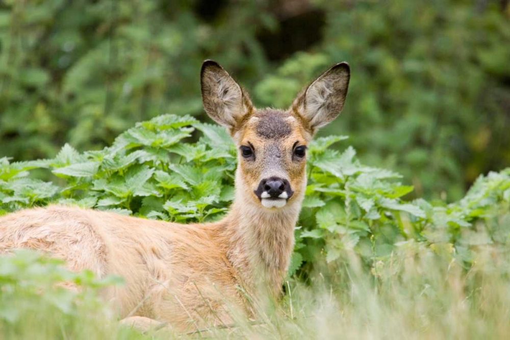 Auspicious art print by Susann Parker for $57.95 CAD